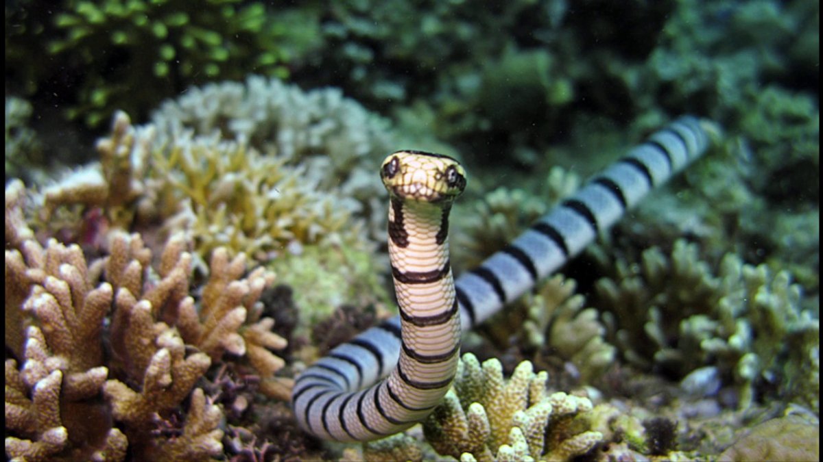 Морская змея Белчера