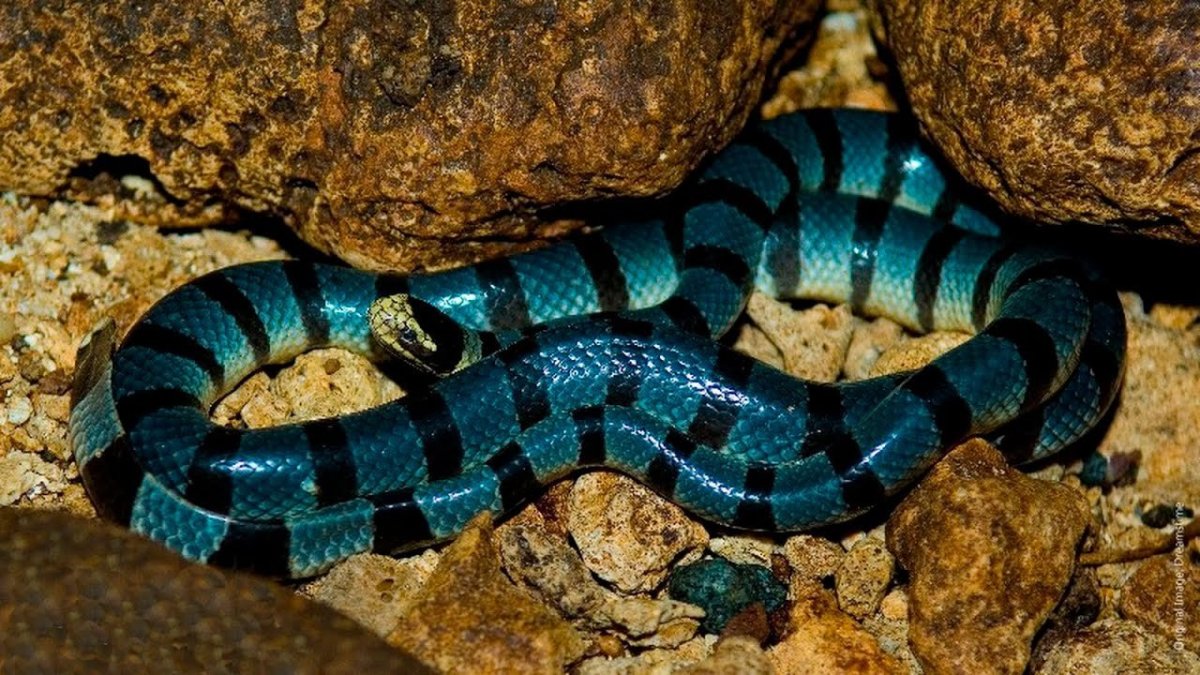 Ленточный Крайт морская