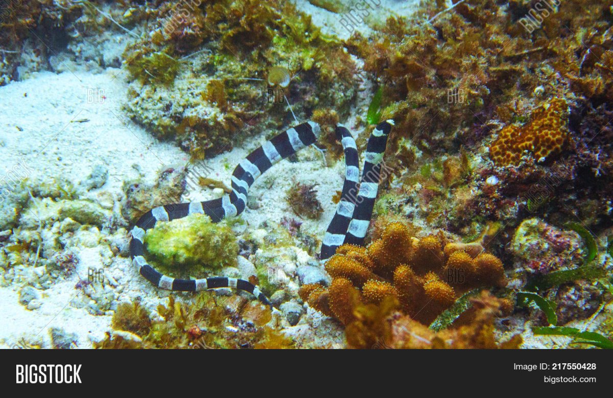 Морская змея Белчера