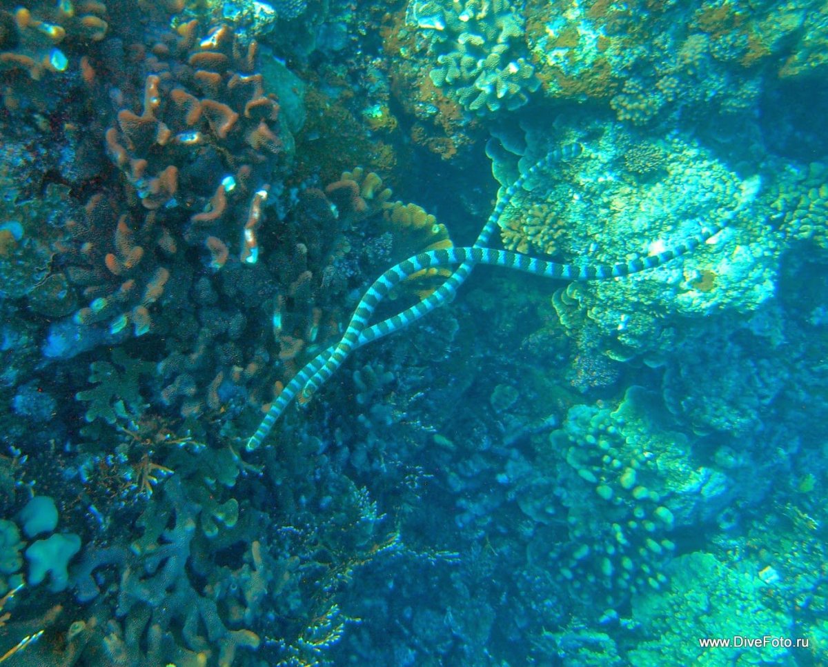 Ядовитые морские животные Египта