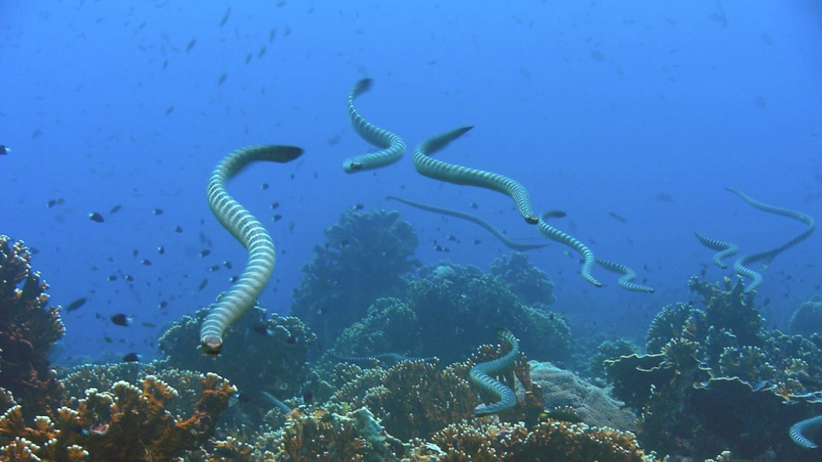 Myrichthys colubrinus