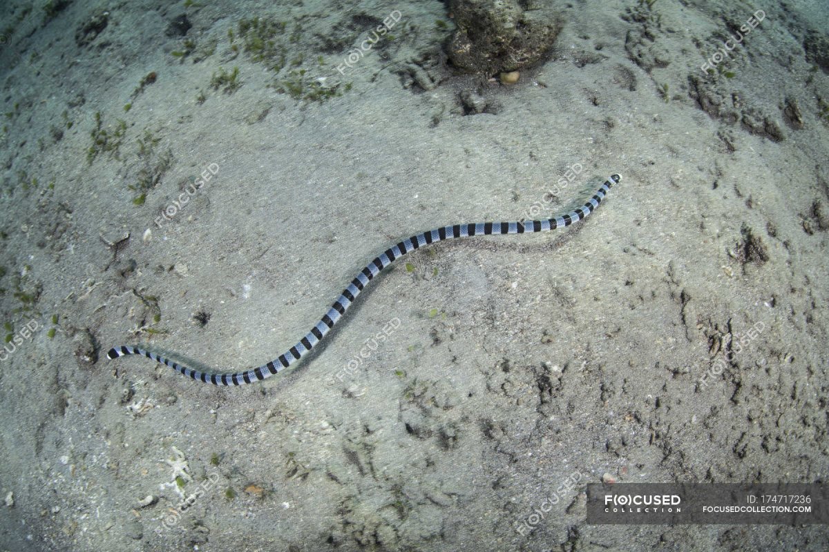 Морская змея Белчера