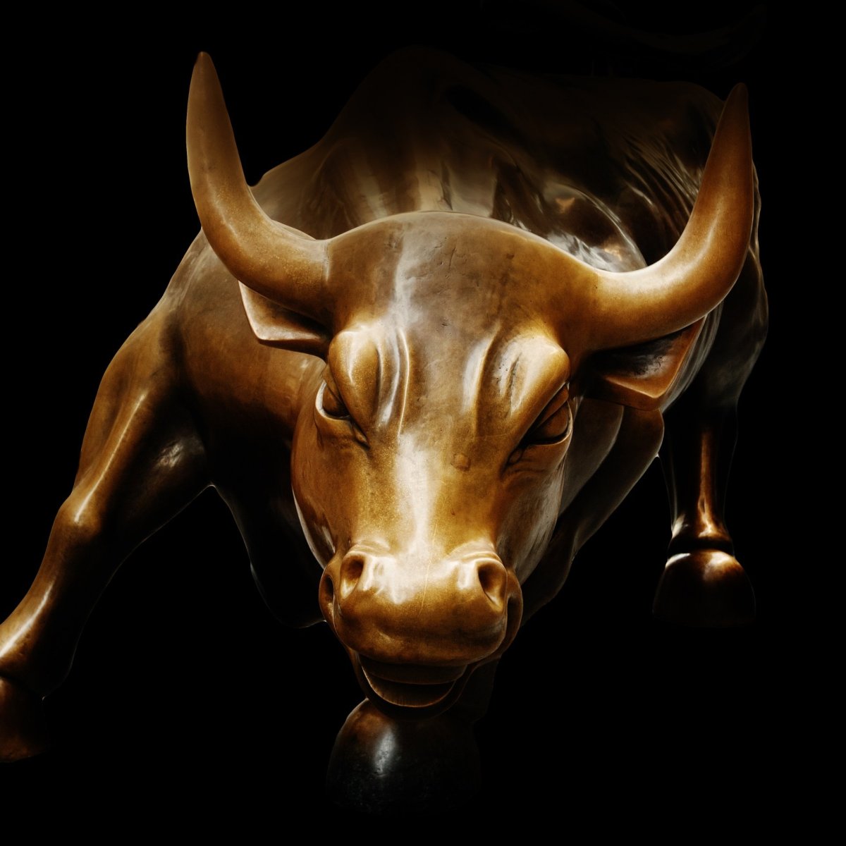 Красивый бык