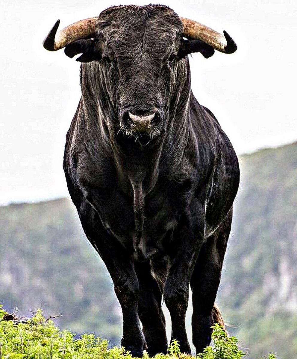 Черный бык
