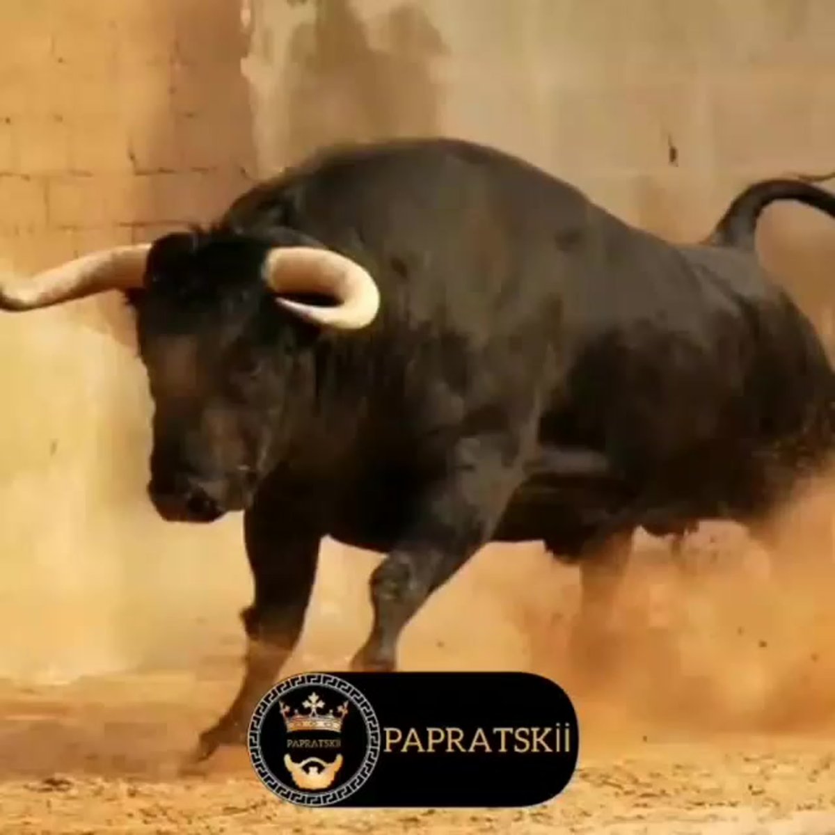 Иберийская порода Быков