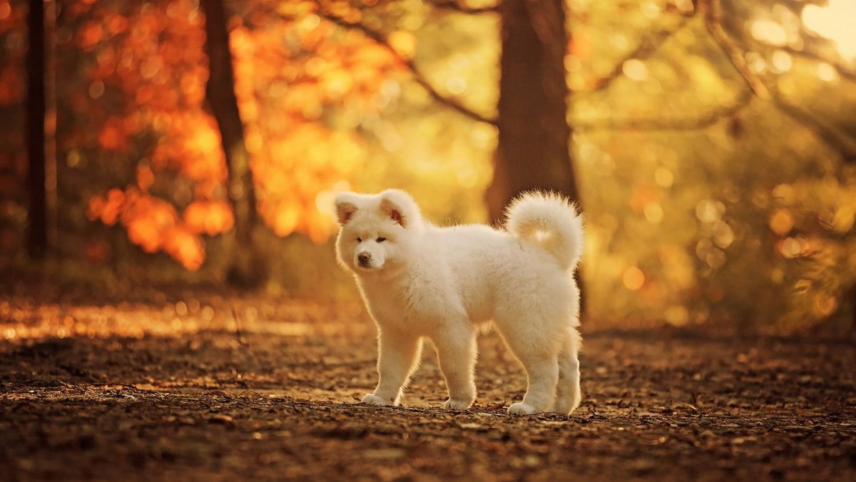 Тигр на фоне природы