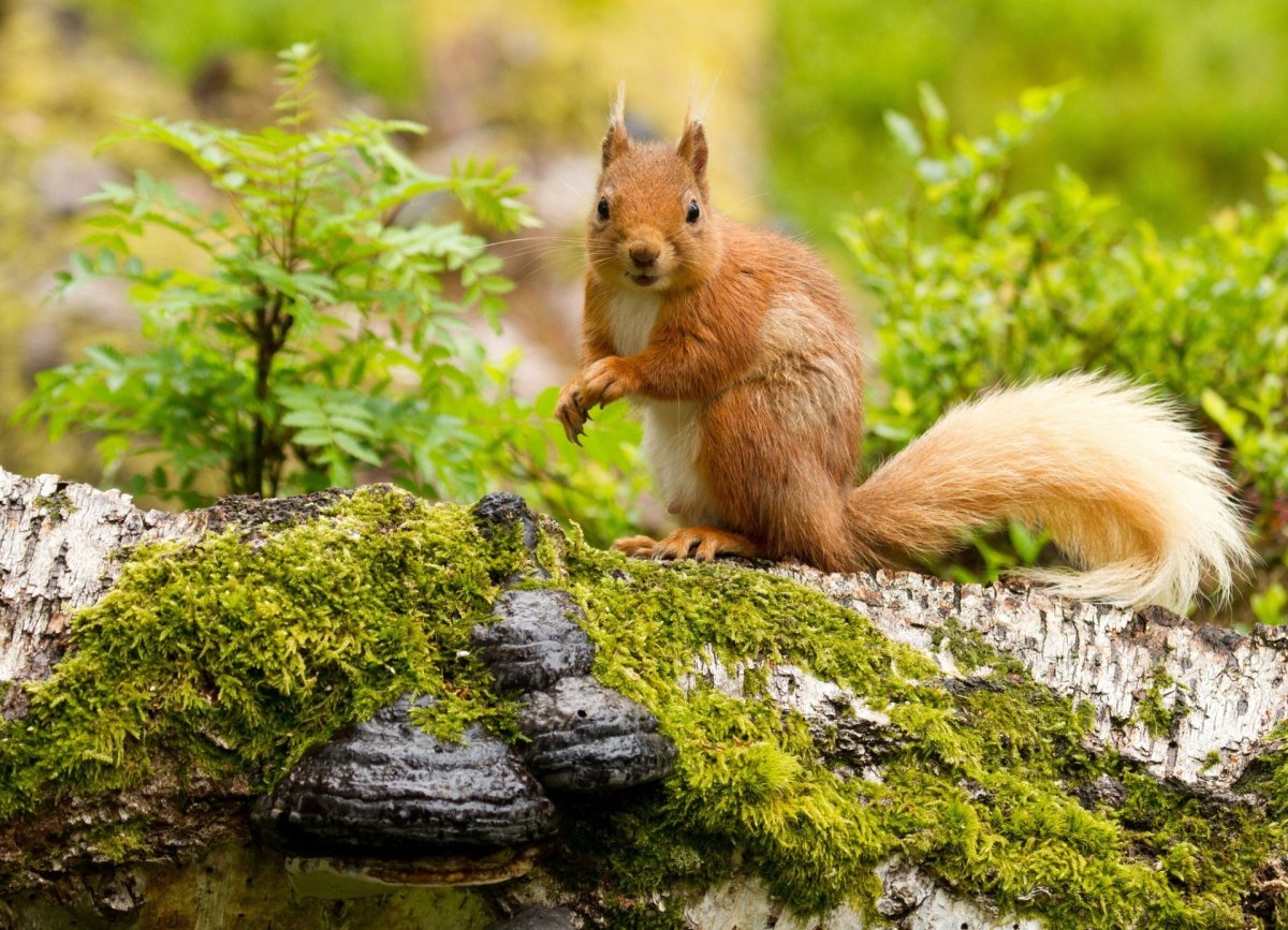 Лошади в горах