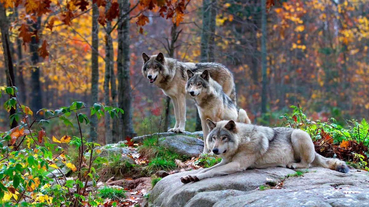 Животные летом