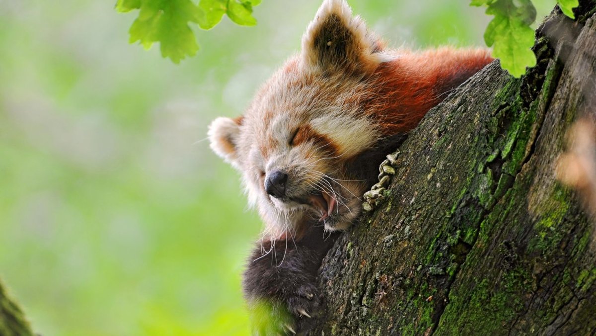 Животные летом