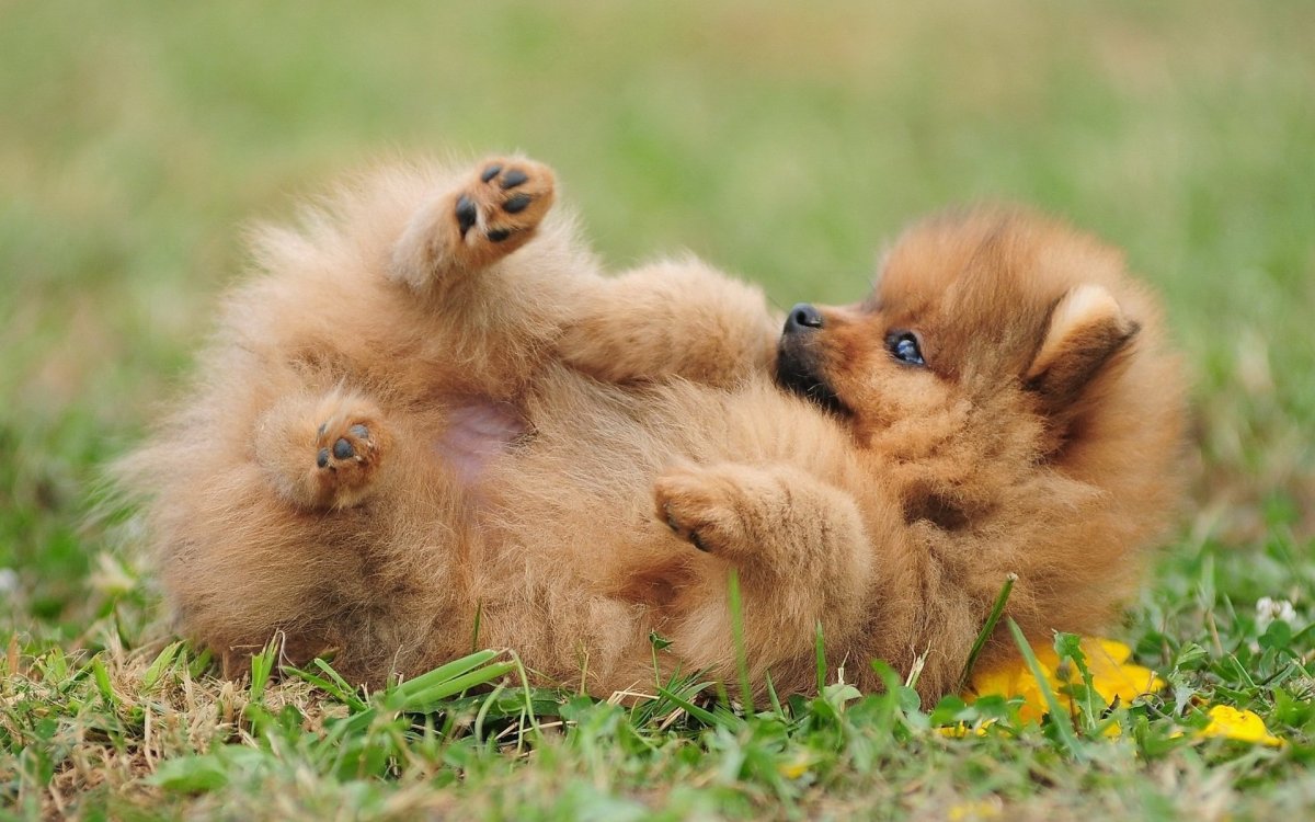 Померанский шпиц желтый