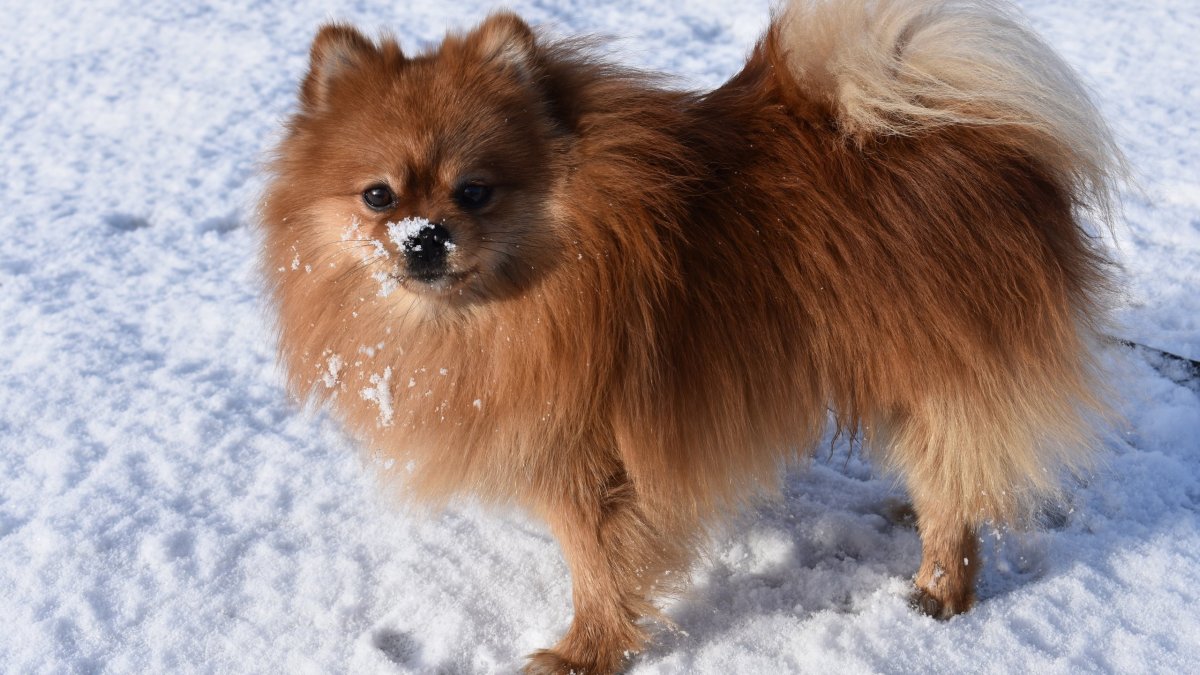 Микро померанский Пуппи