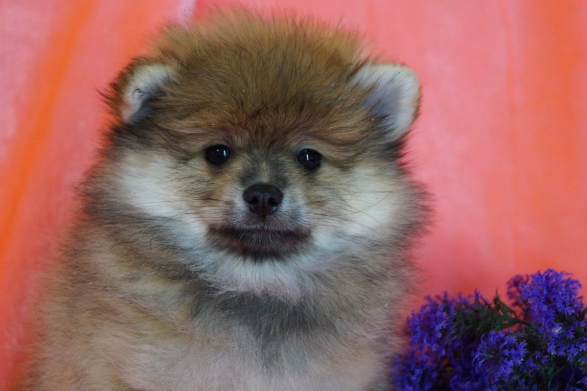 Померанский шпиц мини Лисичка