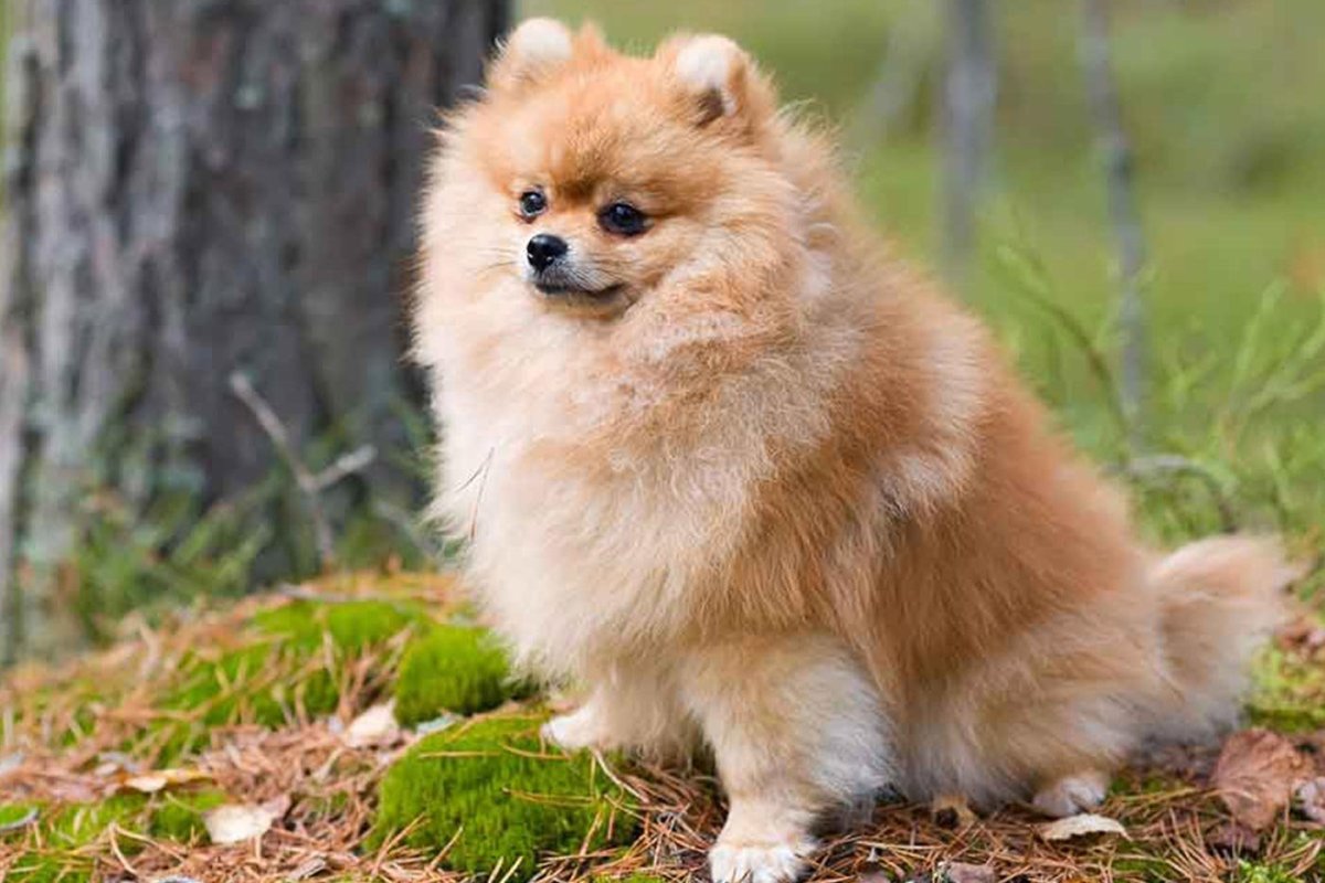 Грустный шпиц