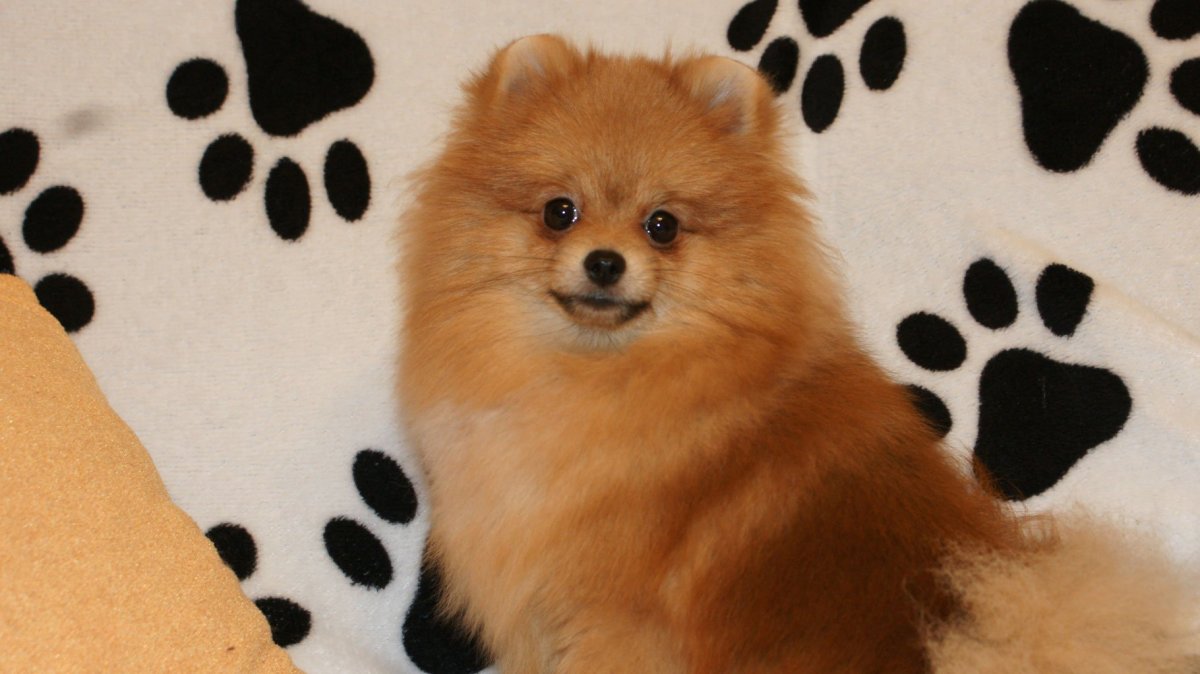 Радужный померанский шпиц