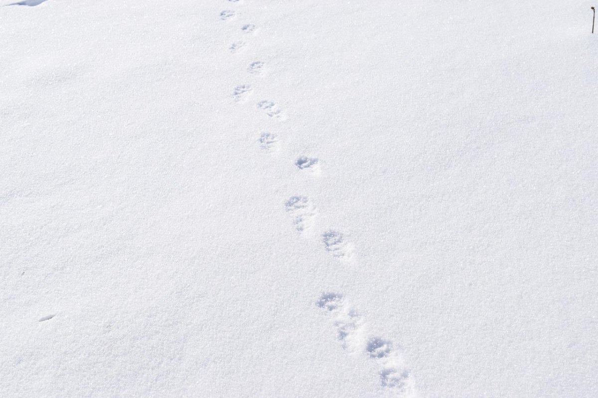 Следы на снегу