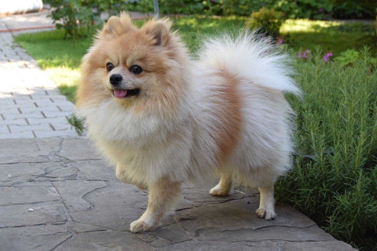 Померанский шпиц Лисичка