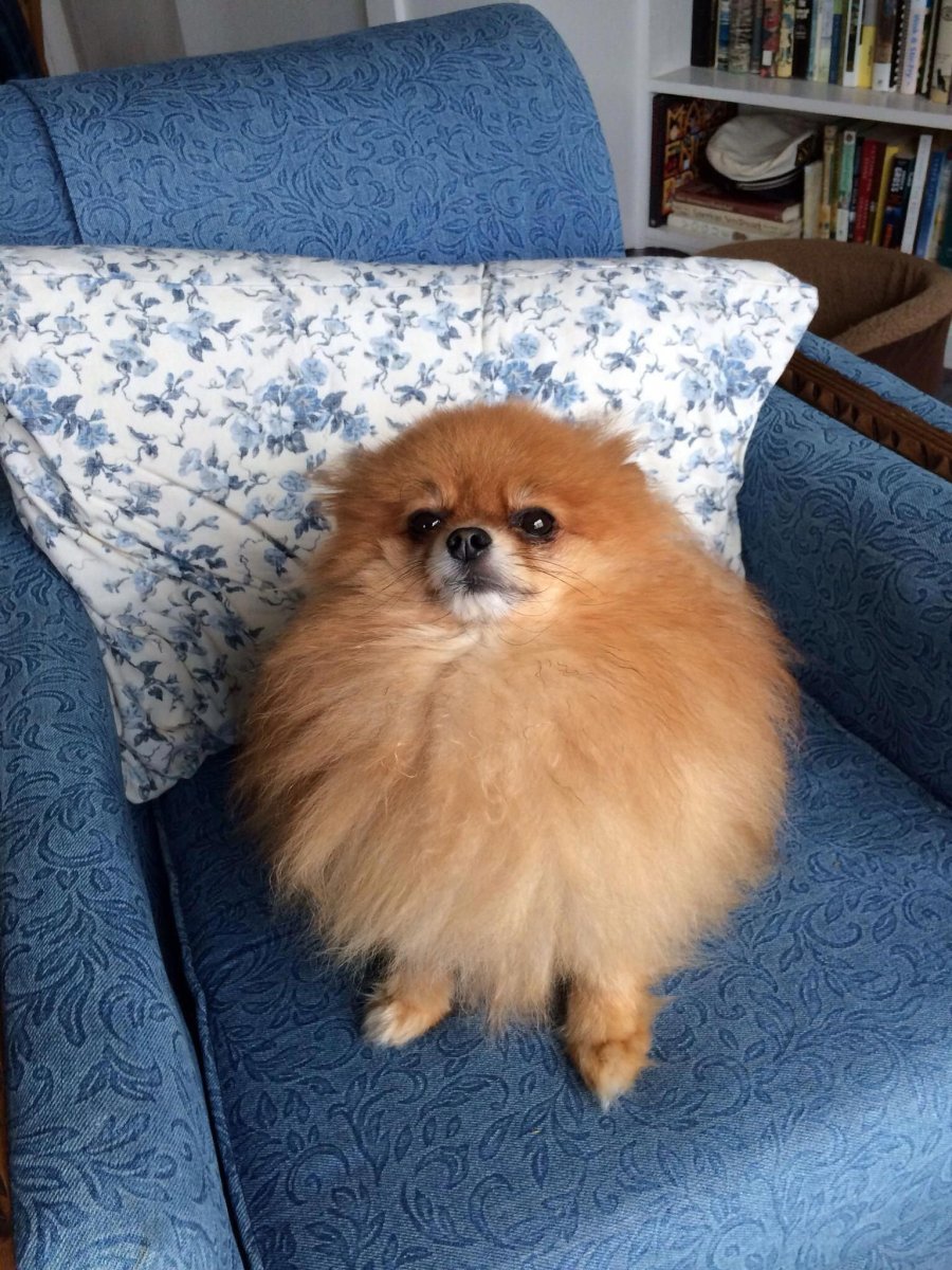 Померанский шпиц Медвежонок