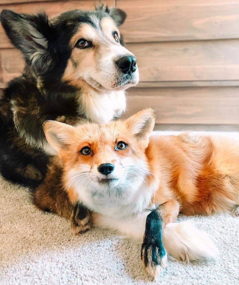 Померанский шпиц