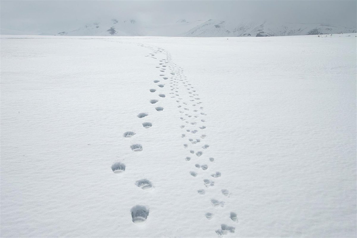 Поволока и выволока следа