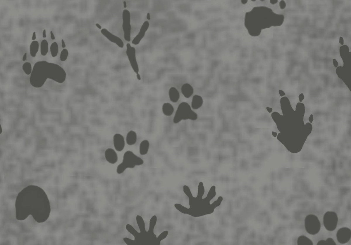 Мокрые следы животных