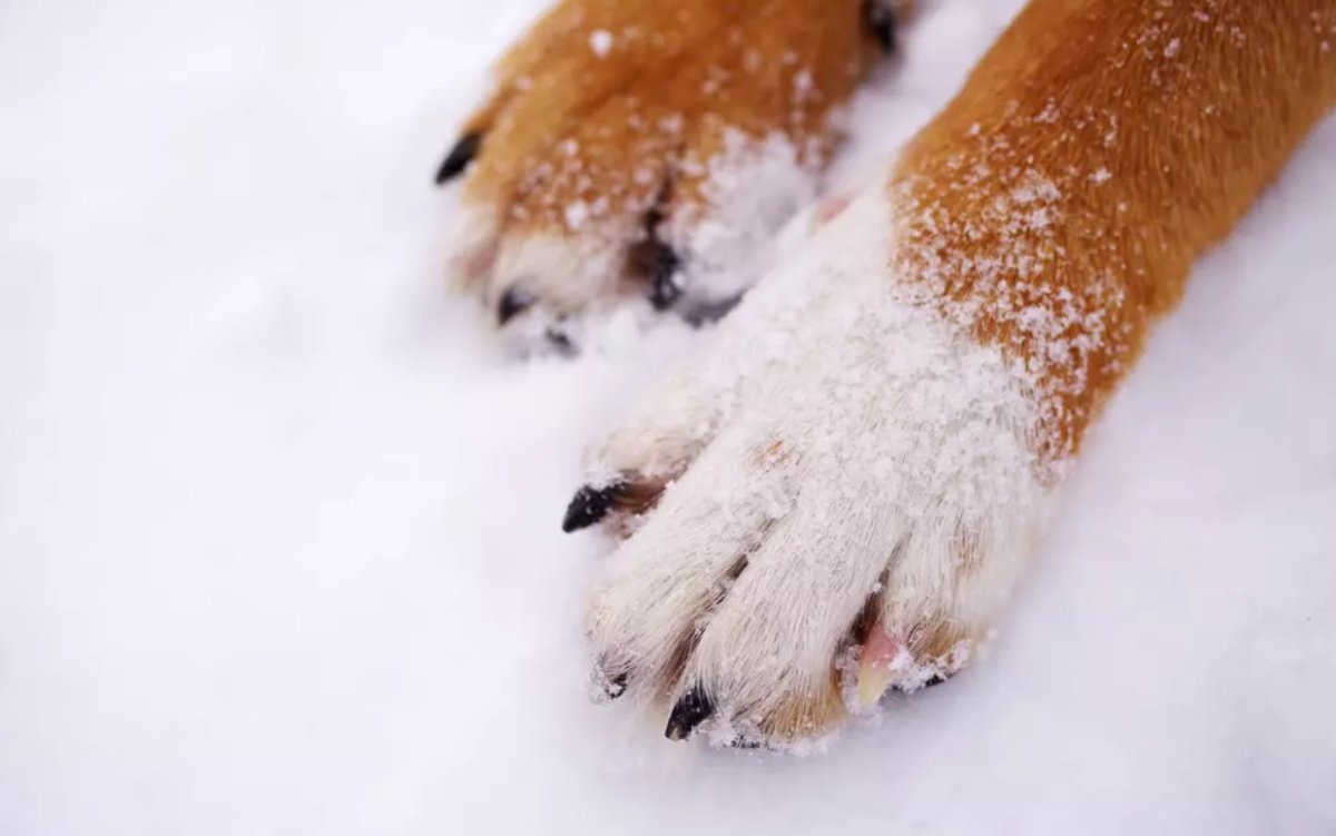 Собачьи лапы на снегу