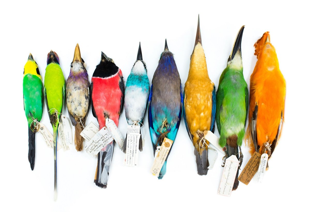 Красноногий Ибис Китай