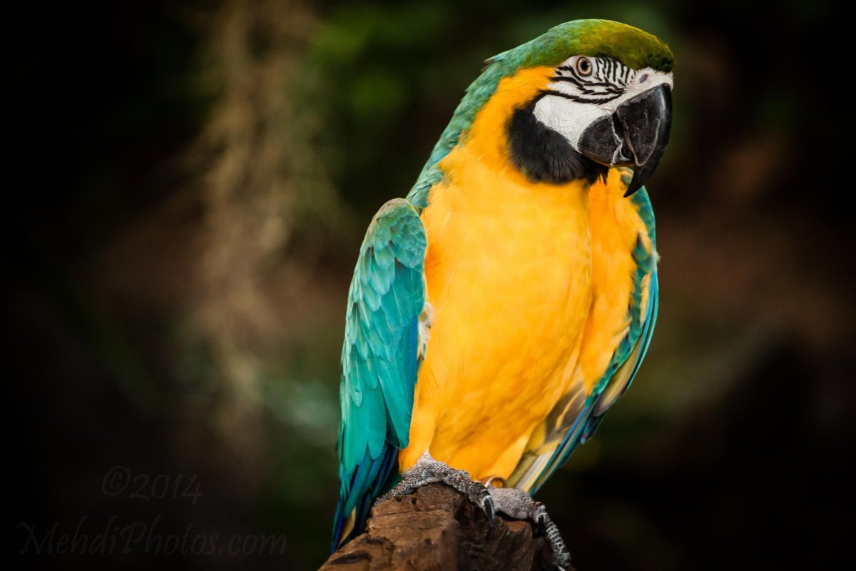 Сверкающий Люцифер птица