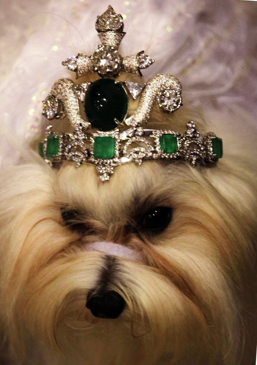 Королевская тиара собака