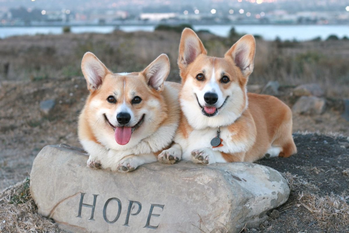 Прекрасные собаки Королевские