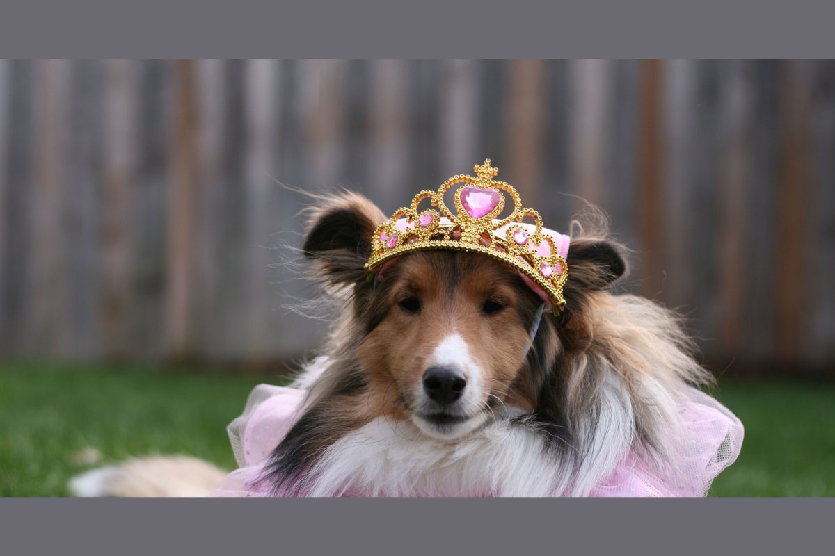 Пес Королевский пес Королевский пес