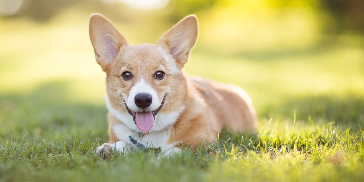 Королевский корги пемброк