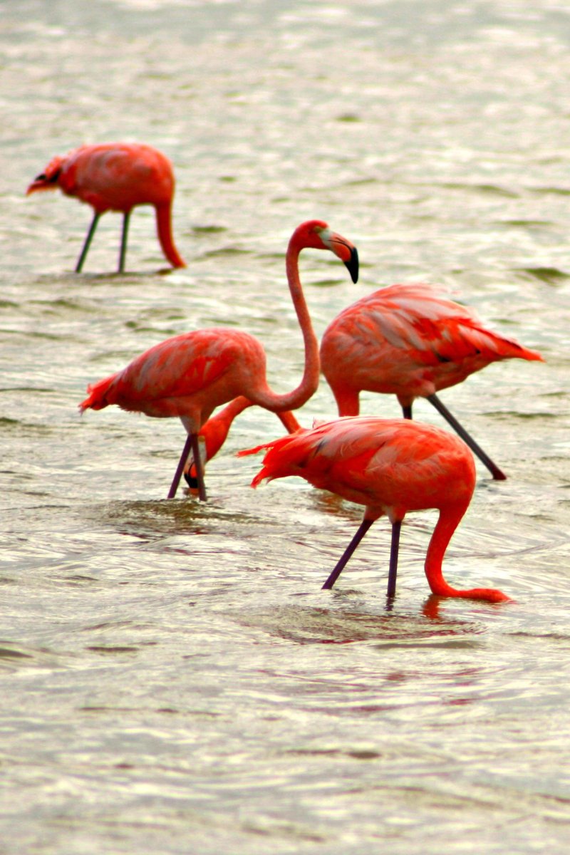 Крупmatorhina melanosticta