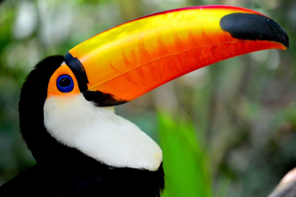 Доминикана Фламинго пляж