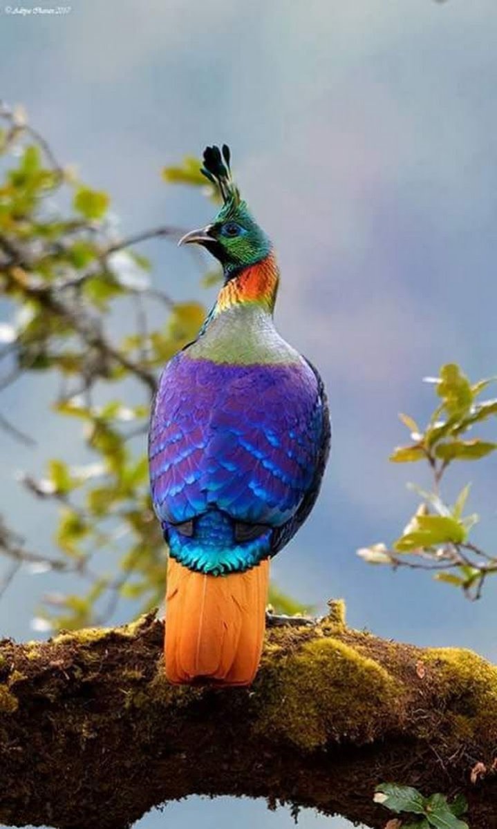 Бронзовая Кукушка Дидрик