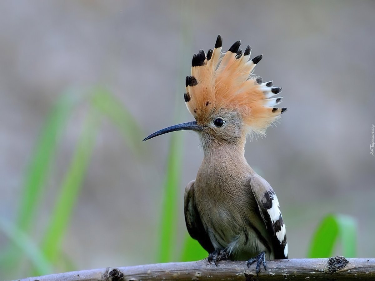 Розовая птица