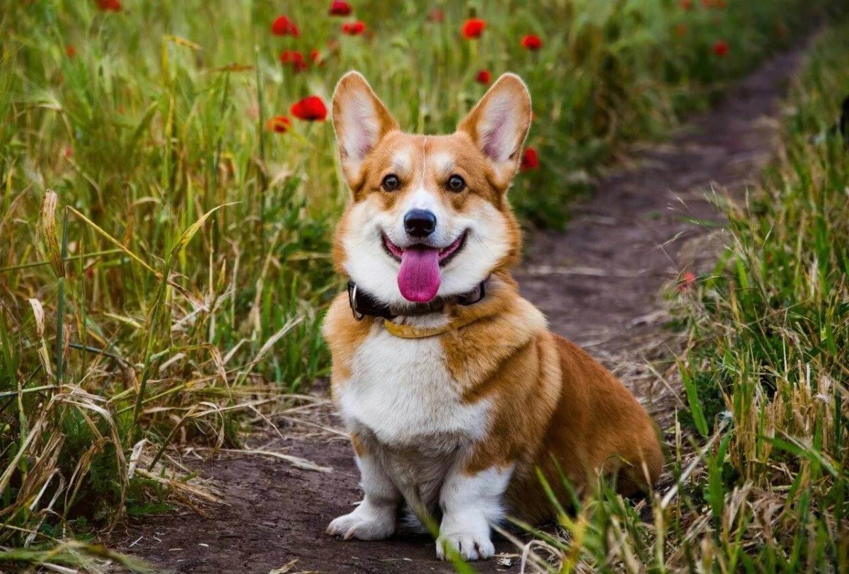 Королевский корги собака
