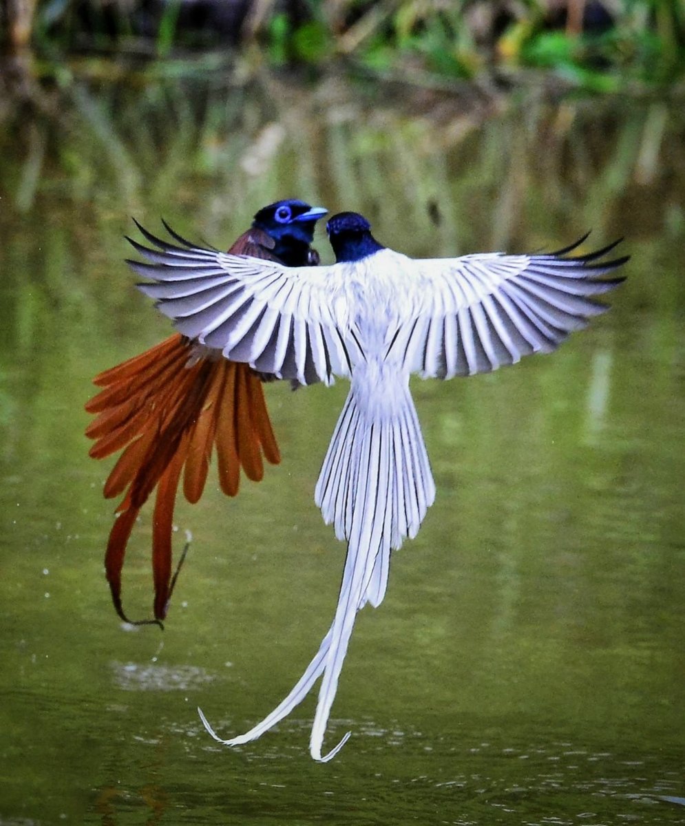 Пунта Кана Фламинго