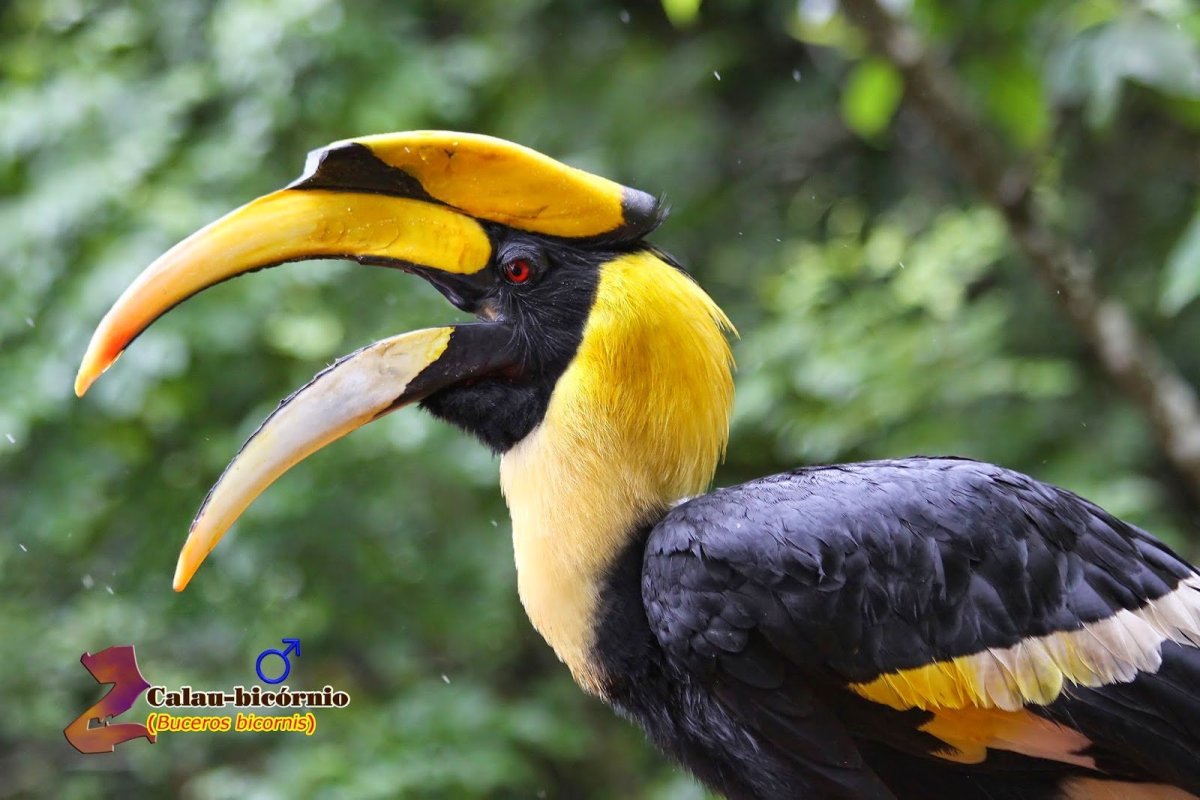 Райские птицы