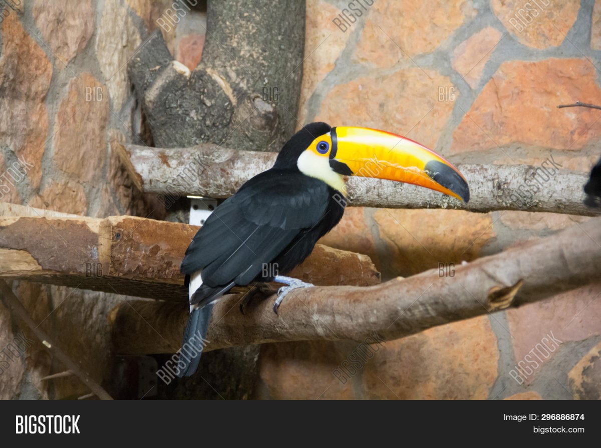 Фазан Гималайский монал