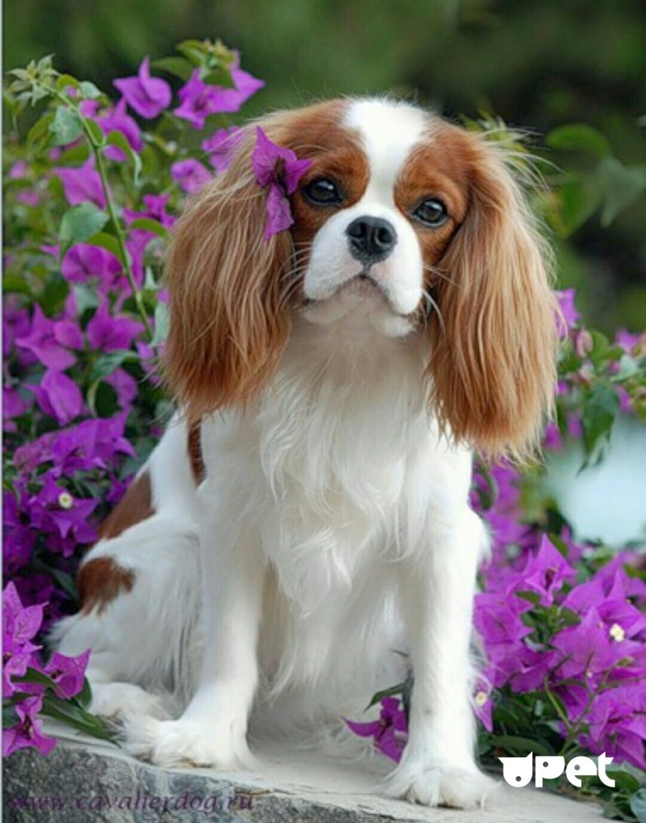 Королевский корги 2