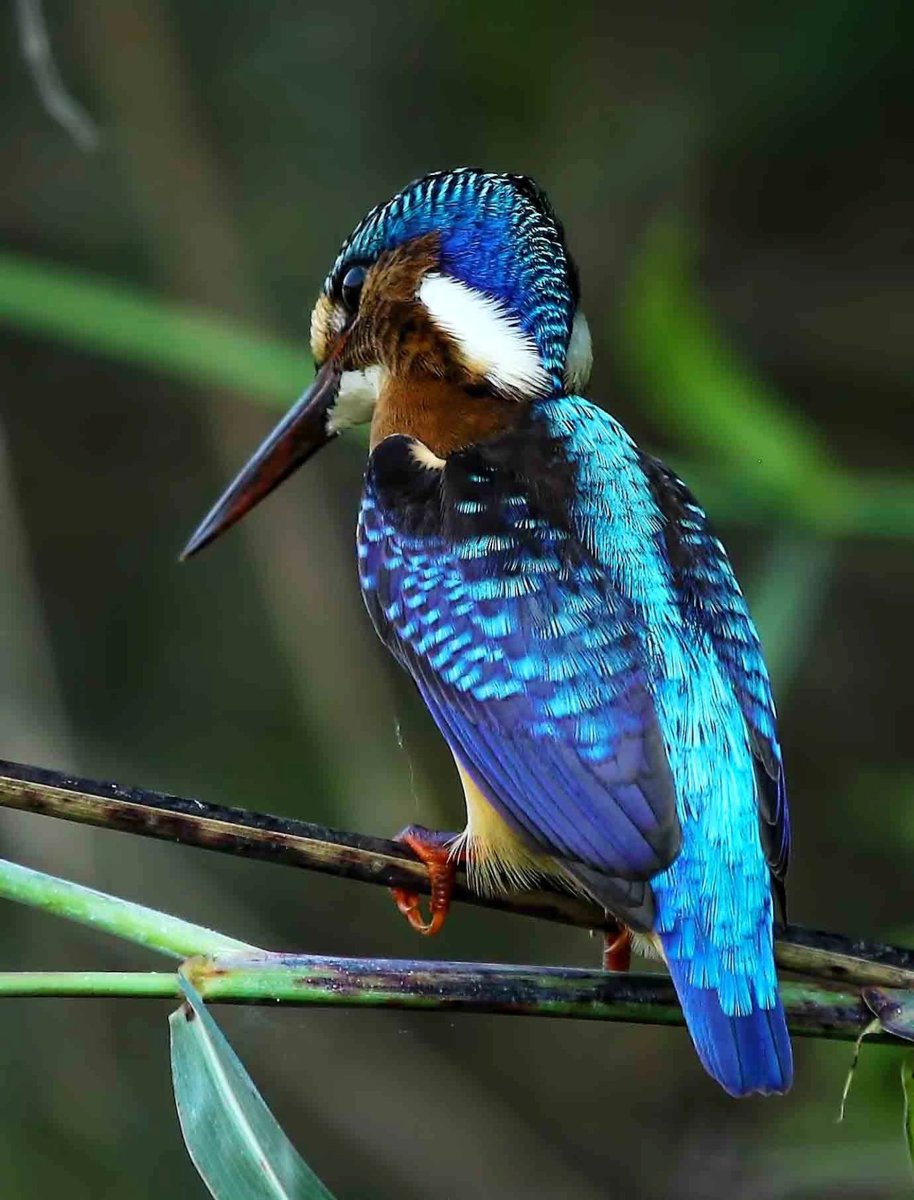 Тропические птицы