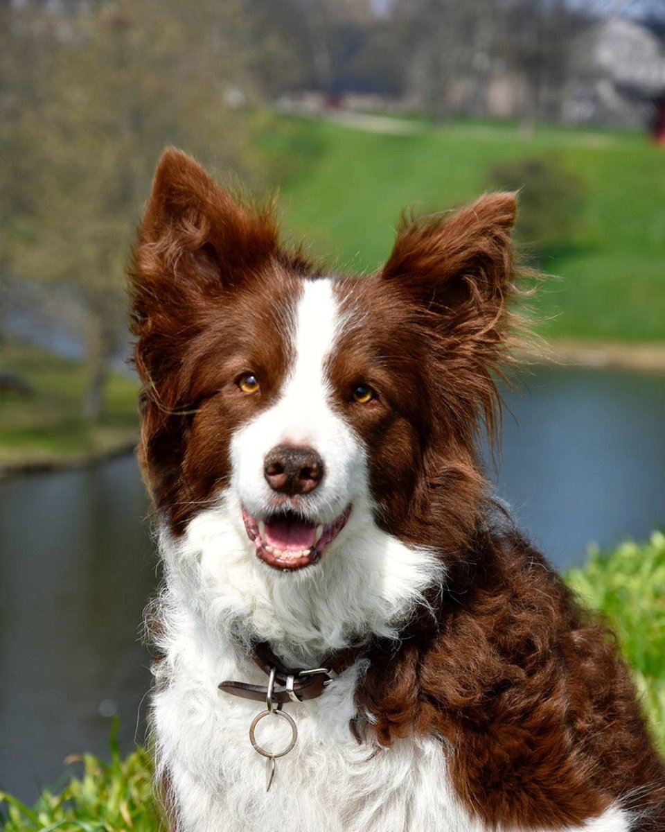 Щенок корги