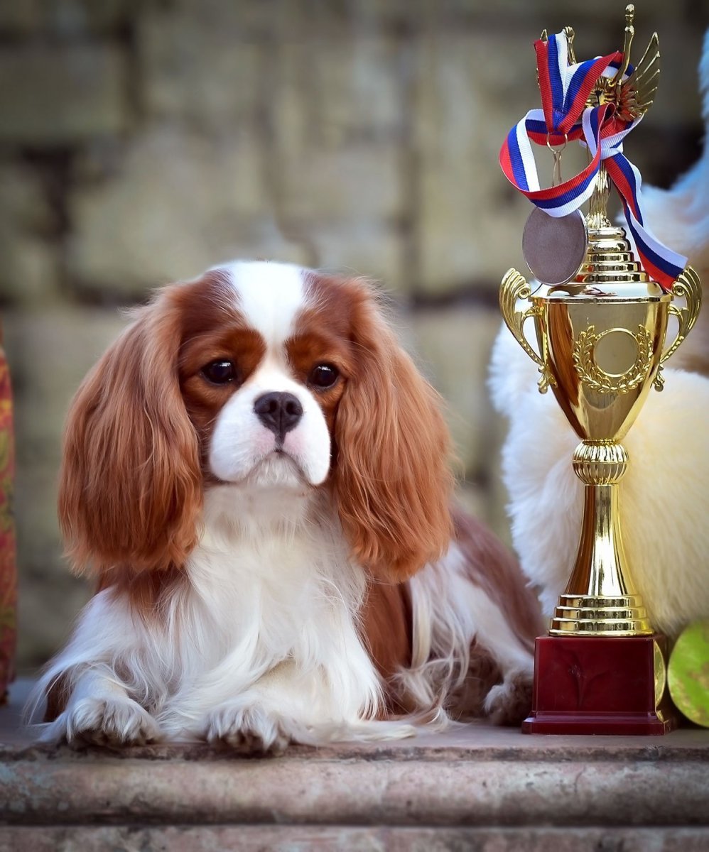 Собака вельш корги пемброк