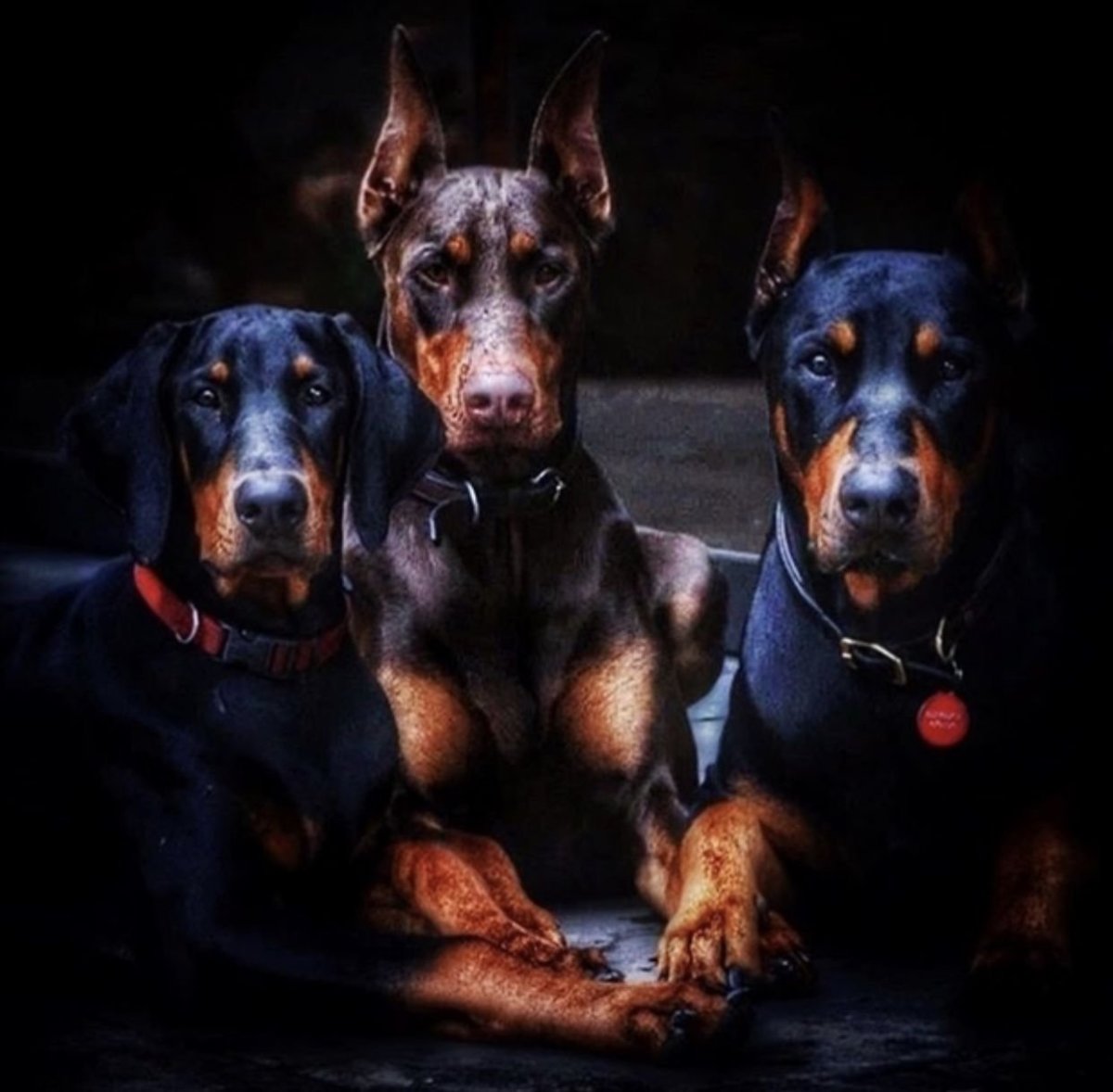 Доберман-пинчер Эстетика