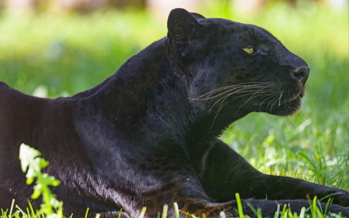 Обои на рабочий стол пантера