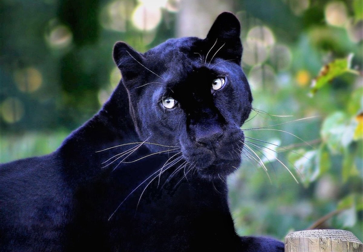 Пантера самец