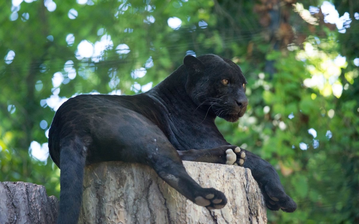 Пума Ягуар пантера