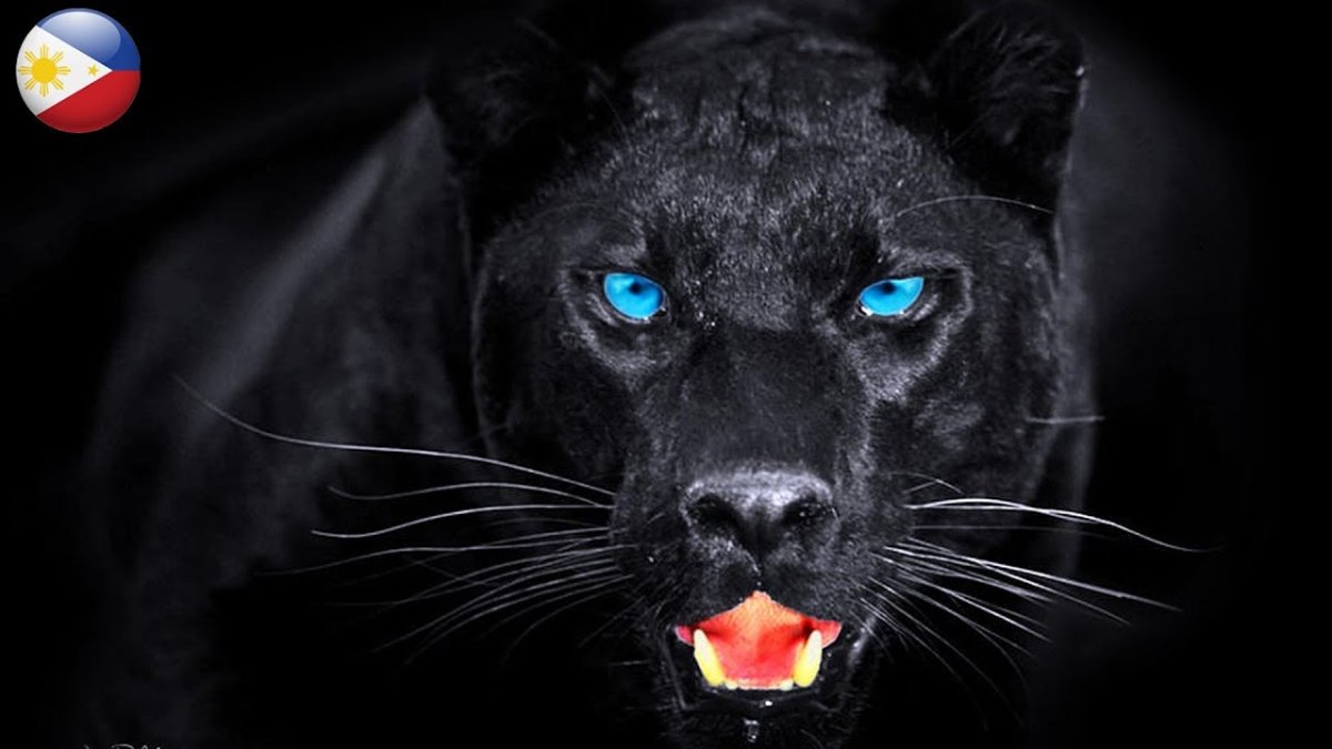 Пантера на дереве