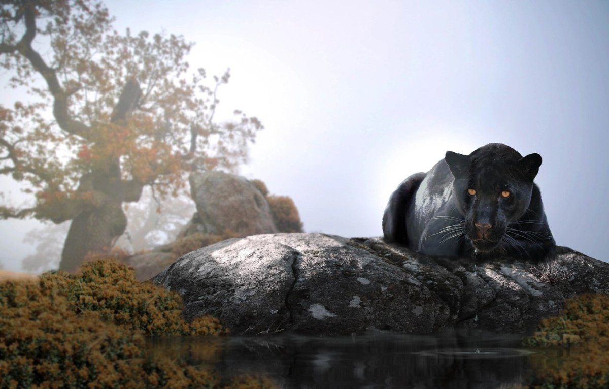 Пантера на рабочий стол