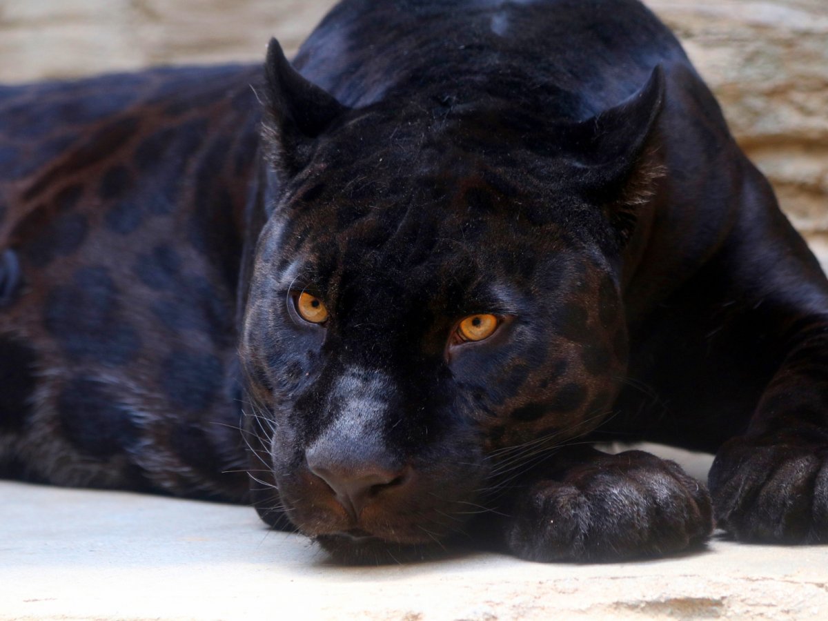 Дымчатый леопард меланист